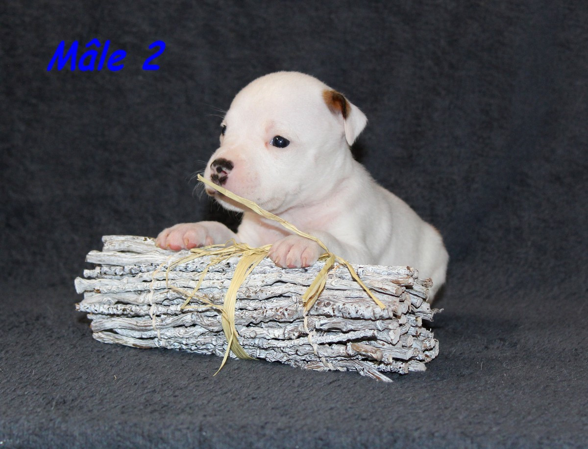 Terrier's Paradise - Chiots disponibles - American Staffordshire Terrier