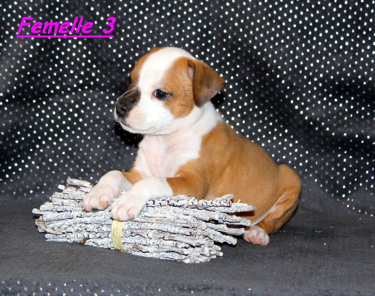 Terrier's Paradise - Chiots disponibles - American Staffordshire Terrier