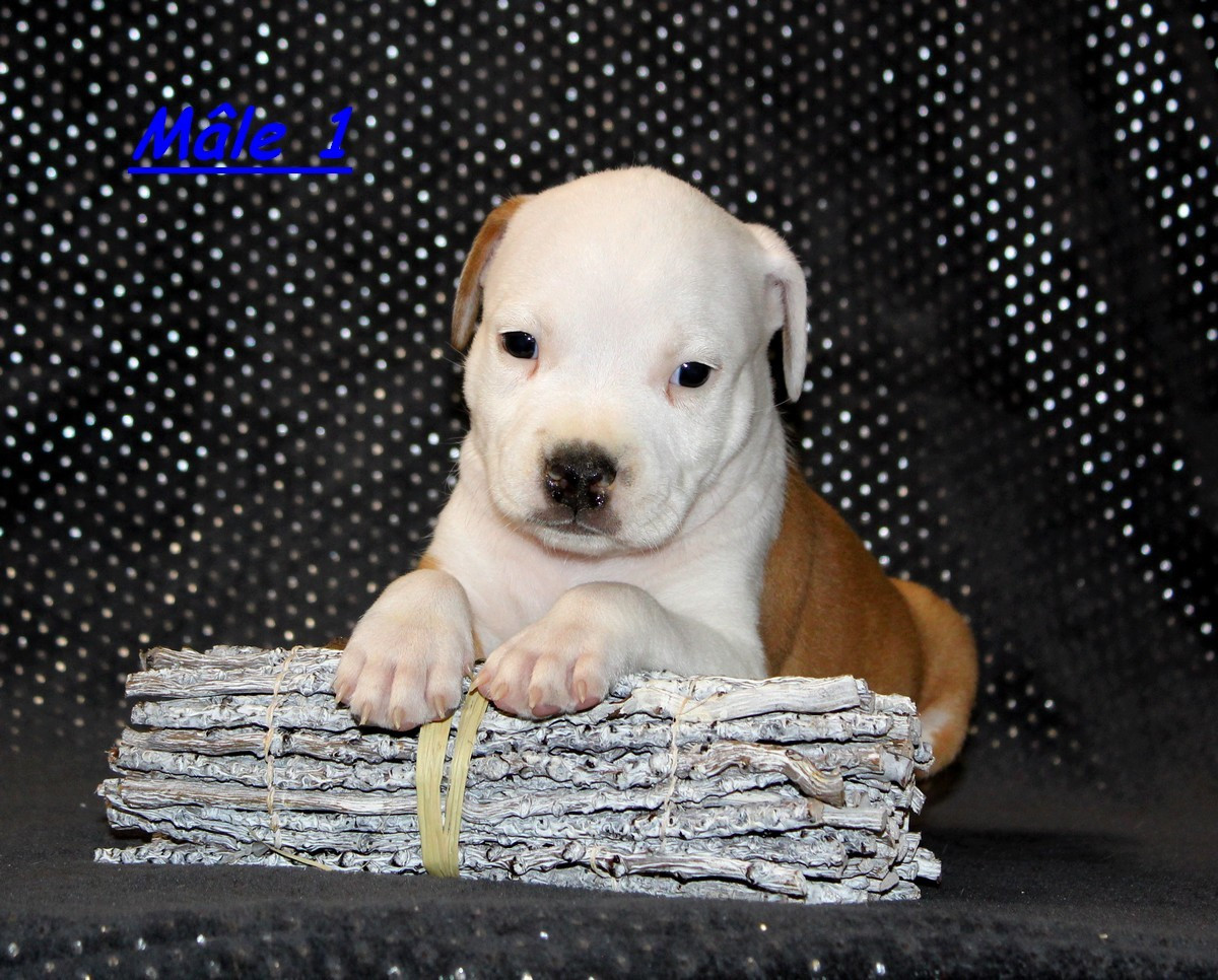 Terrier's Paradise - Chiots disponibles - American Staffordshire Terrier