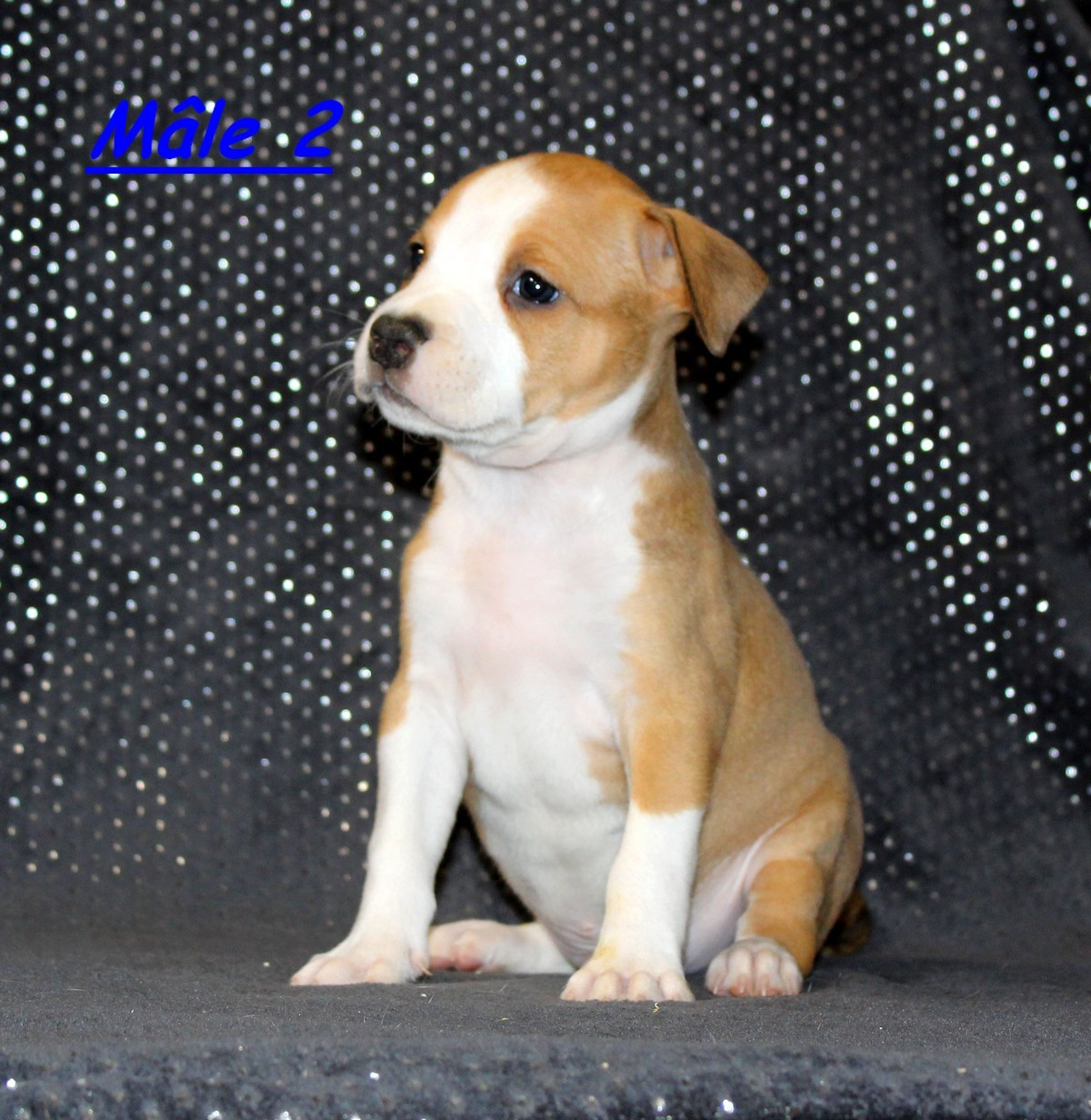 Terrier's Paradise - Chiots disponibles - American Staffordshire Terrier