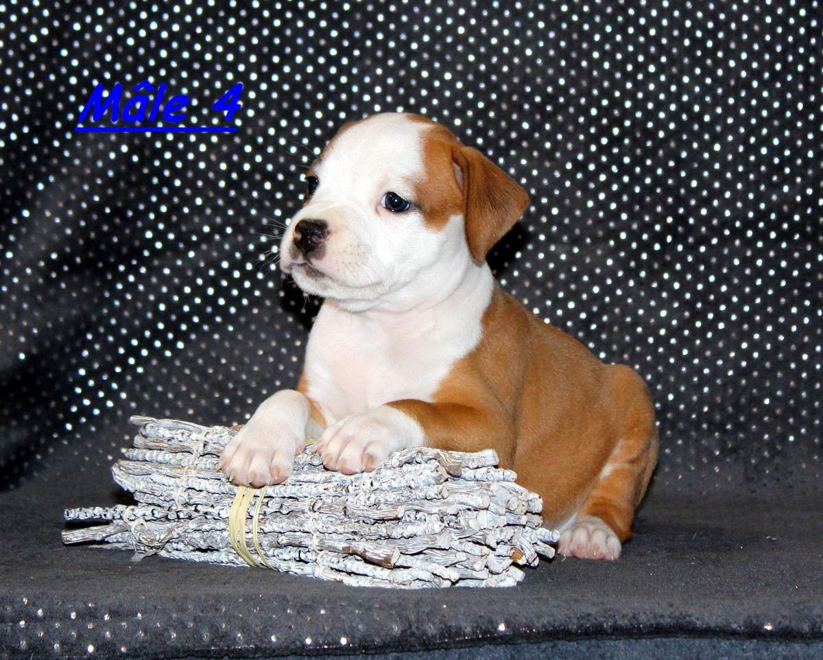 Terrier's Paradise - Chiots disponibles - American Staffordshire Terrier