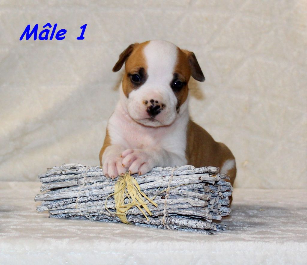 Terrier's Paradise - Chiots disponibles - American Staffordshire Terrier