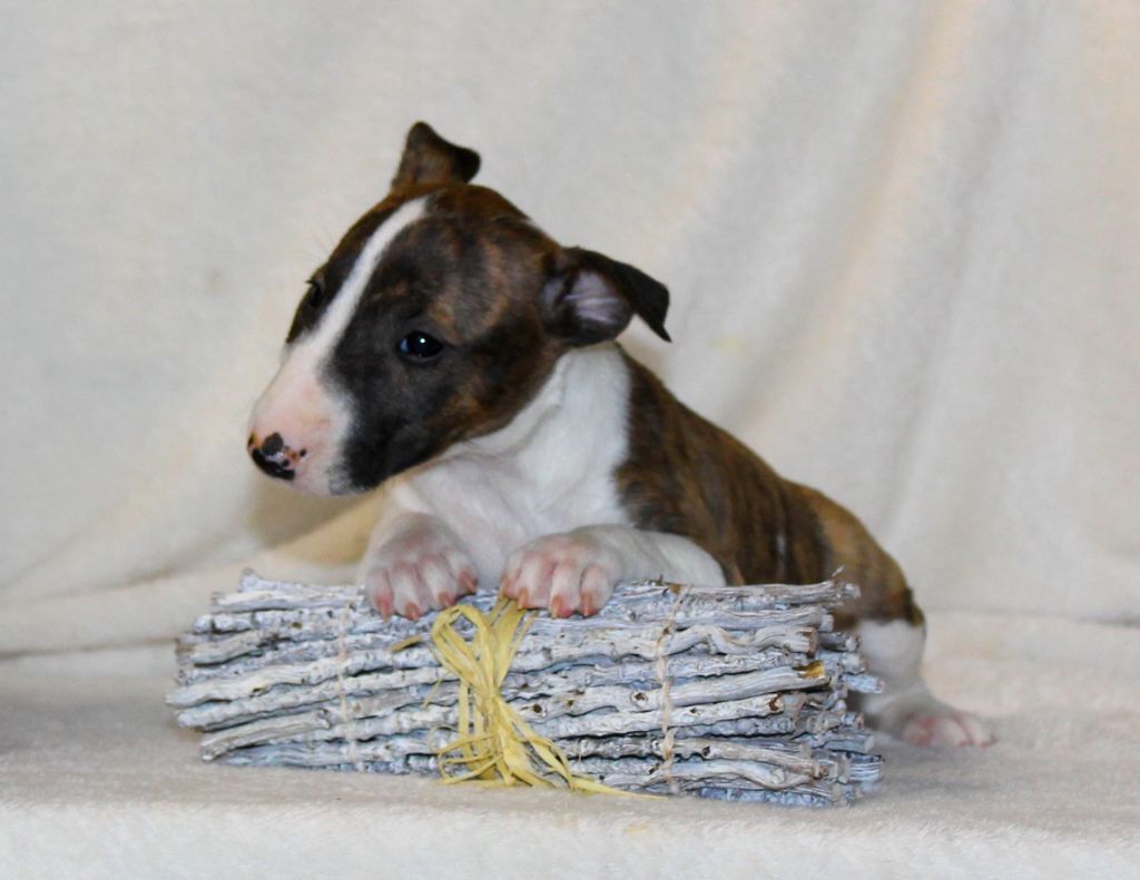 Terrier's Paradise - Chiots disponibles - Bull Terrier Miniature