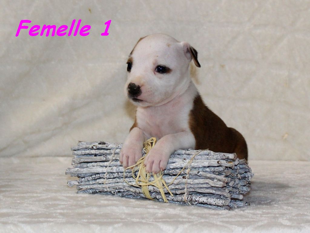 Terrier's Paradise - Chiots disponibles - American Staffordshire Terrier