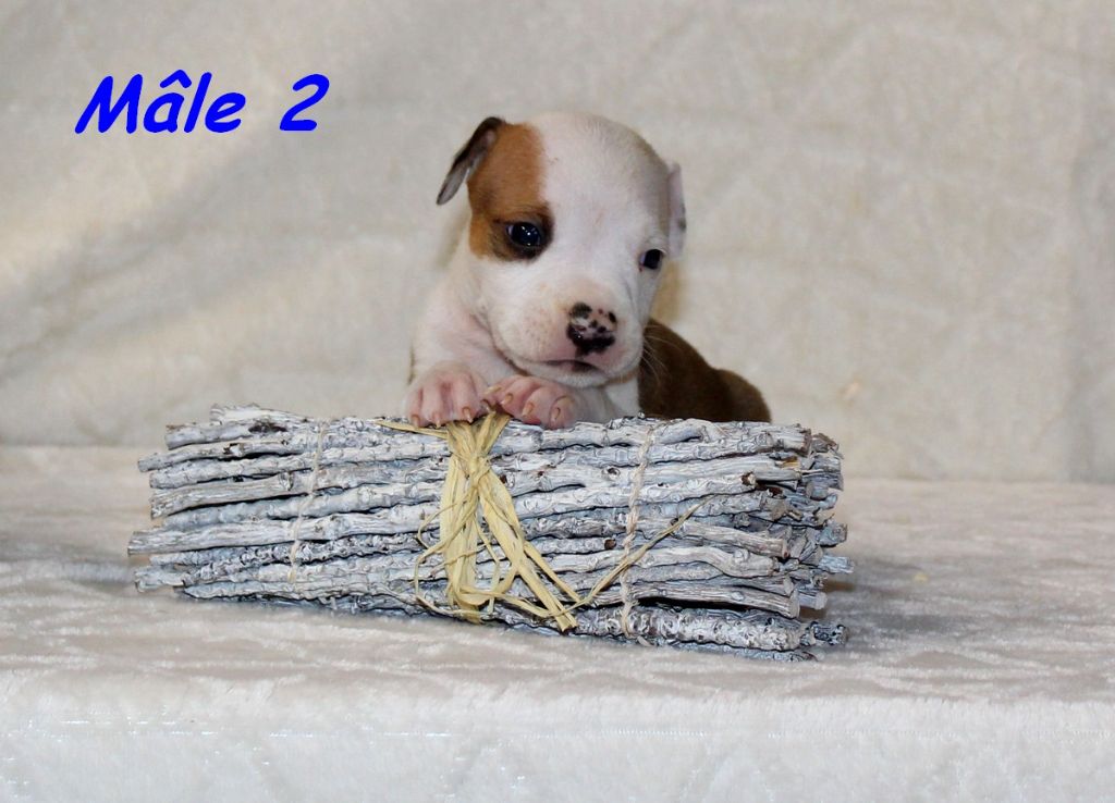 Terrier's Paradise - Chiots disponibles - American Staffordshire Terrier