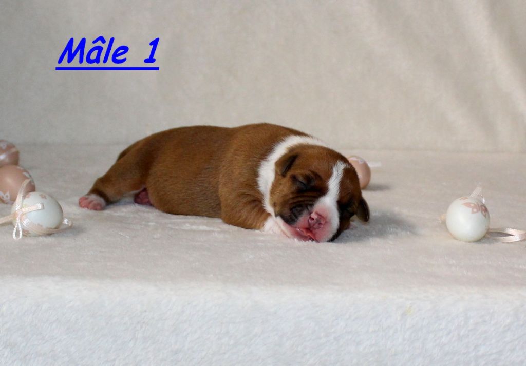 Terrier's Paradise - Chiots disponibles - American Staffordshire Terrier