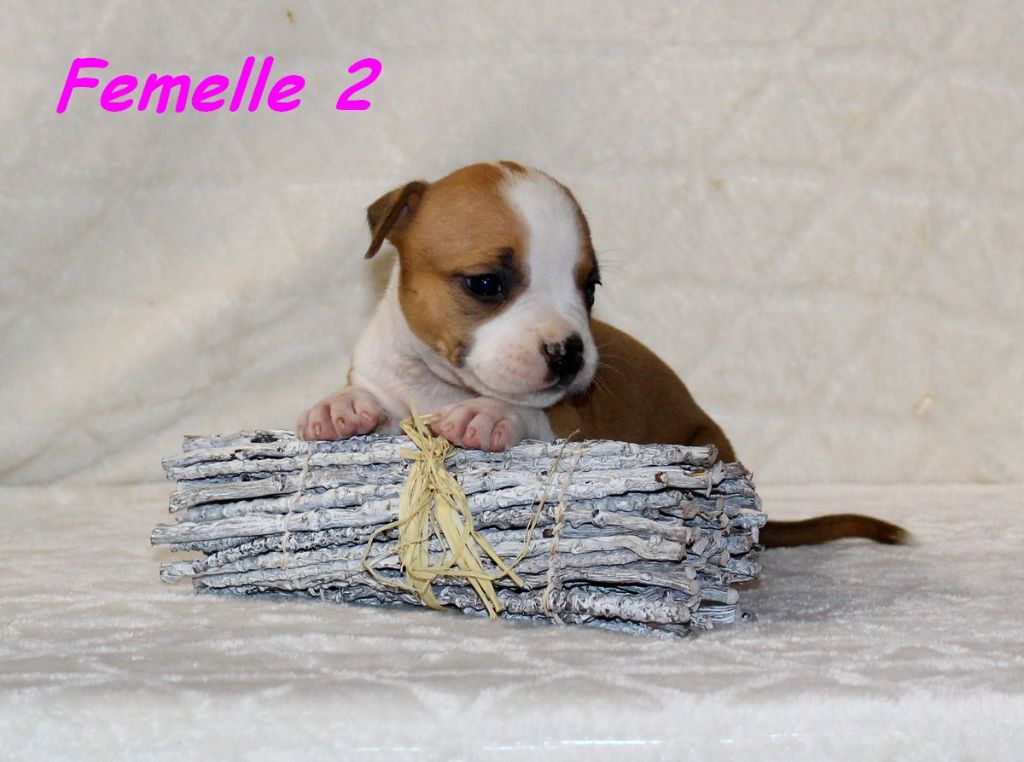 Terrier's Paradise - Chiots disponibles - American Staffordshire Terrier