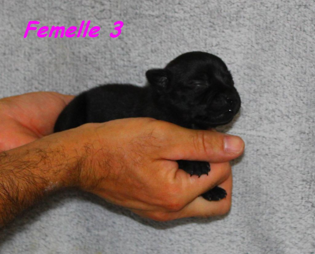Terrier's Paradise - Chiots disponibles - Staffordshire Bull Terrier