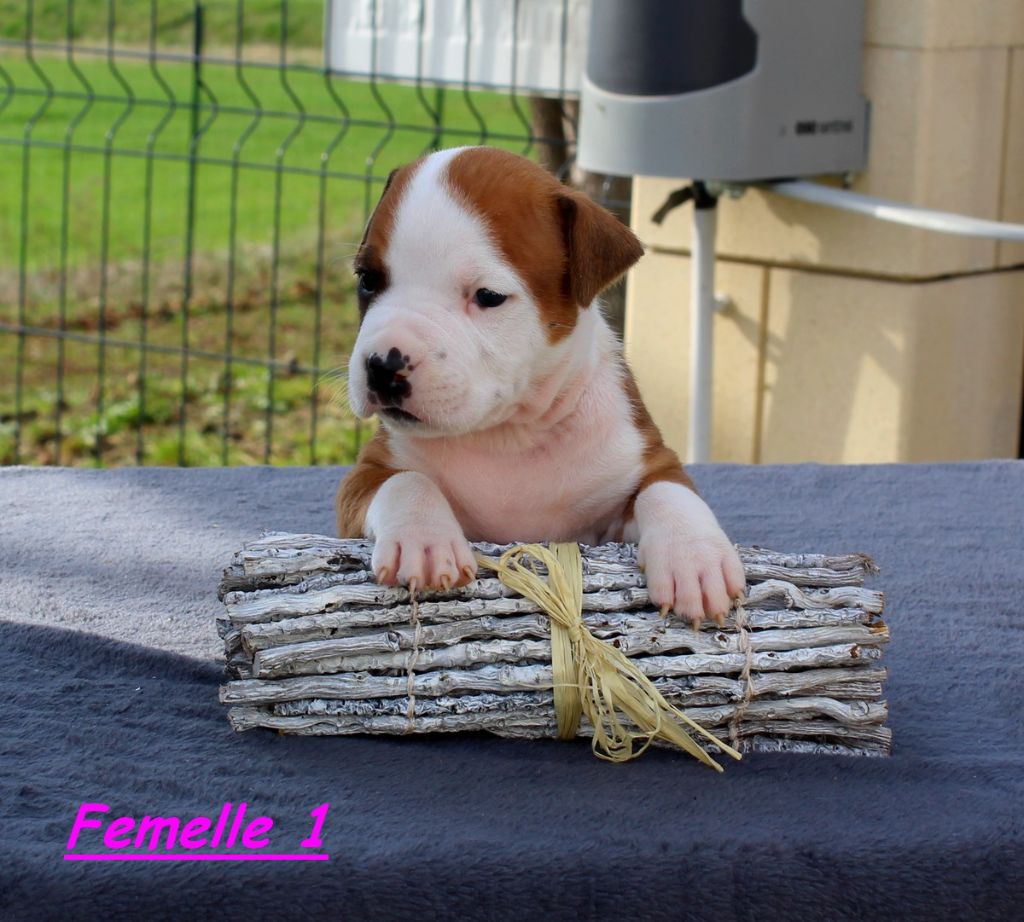 Terrier's Paradise - Chiots disponibles - American Staffordshire Terrier