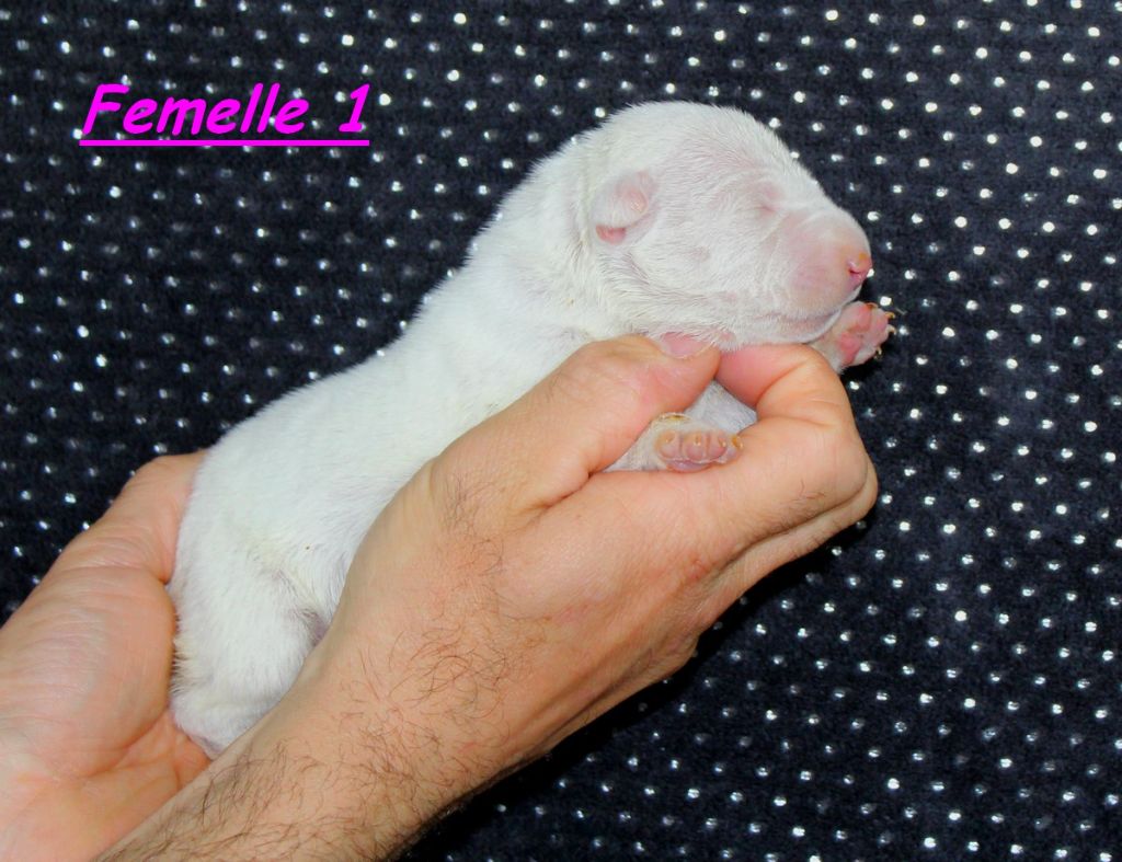 Terrier's Paradise - Chiots disponibles - Bull Terrier Miniature