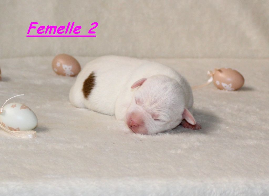 Terrier's Paradise - Chiots disponibles - American Staffordshire Terrier