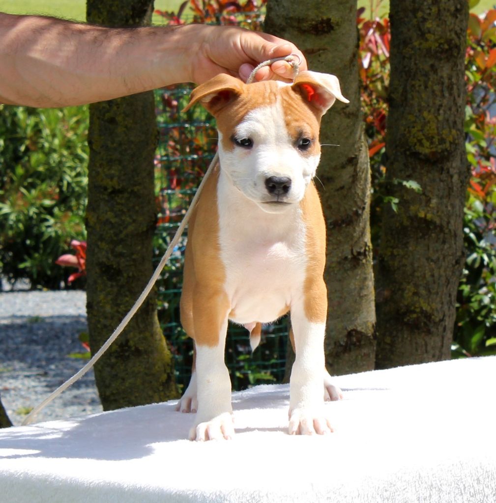 Terrier's Paradise - Chiots disponibles - American Staffordshire Terrier