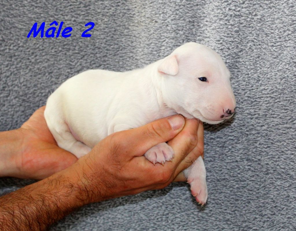 Terrier's Paradise - Chiots disponibles - Bull Terrier Miniature