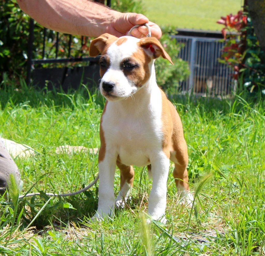 Terrier's Paradise - Chiots disponibles - American Staffordshire Terrier