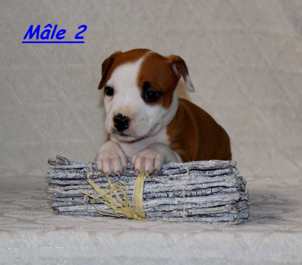 Terrier's Paradise - Chiots disponibles - American Staffordshire Terrier