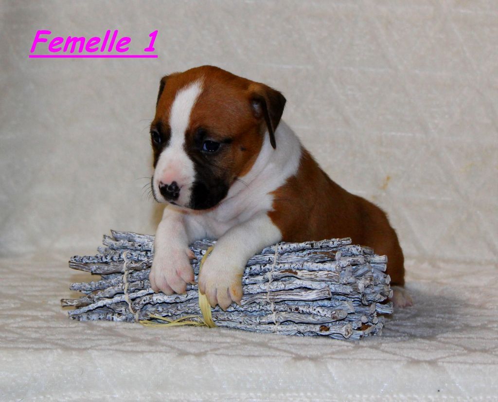 Terrier's Paradise - Chiots disponibles - American Staffordshire Terrier