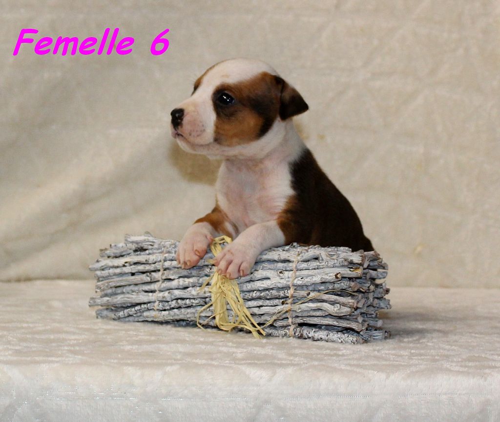 Terrier's Paradise - Chiots disponibles - American Staffordshire Terrier