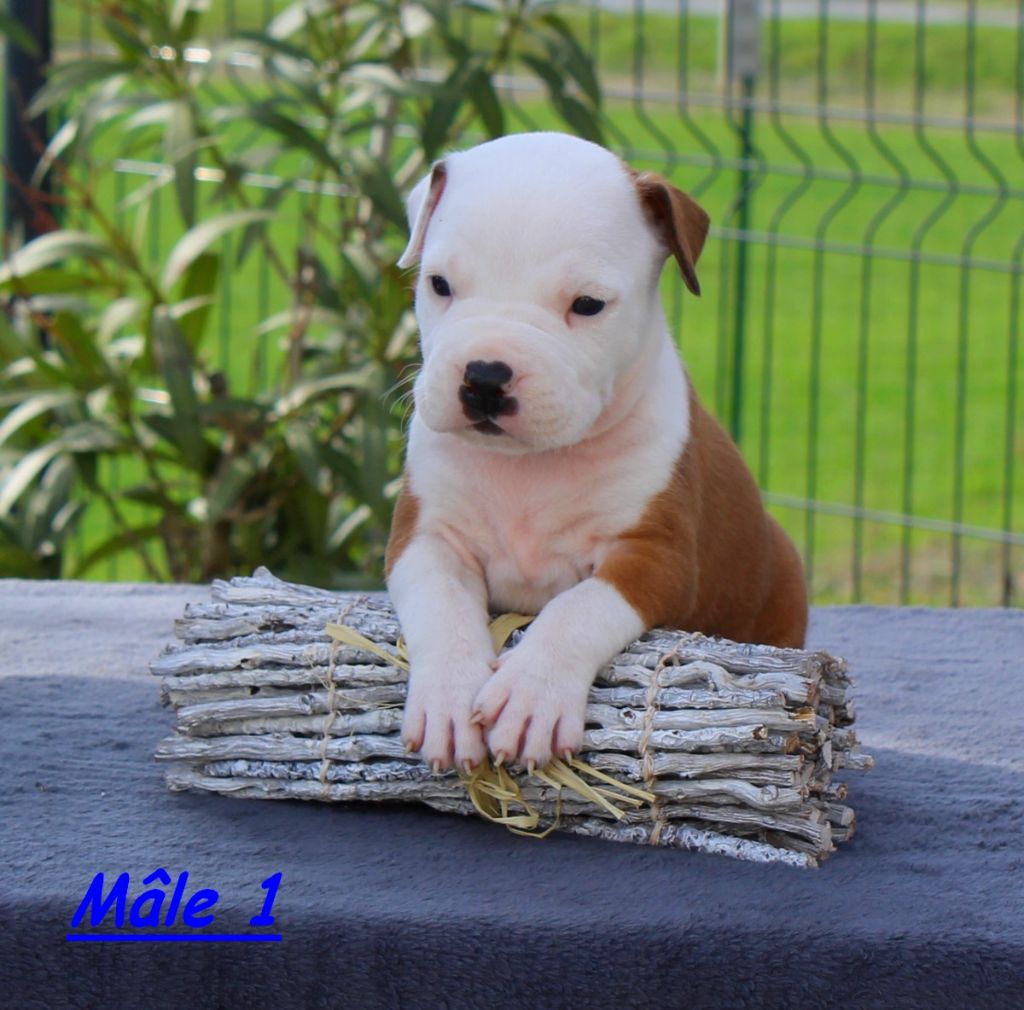 Terrier's Paradise - Chiots disponibles - American Staffordshire Terrier