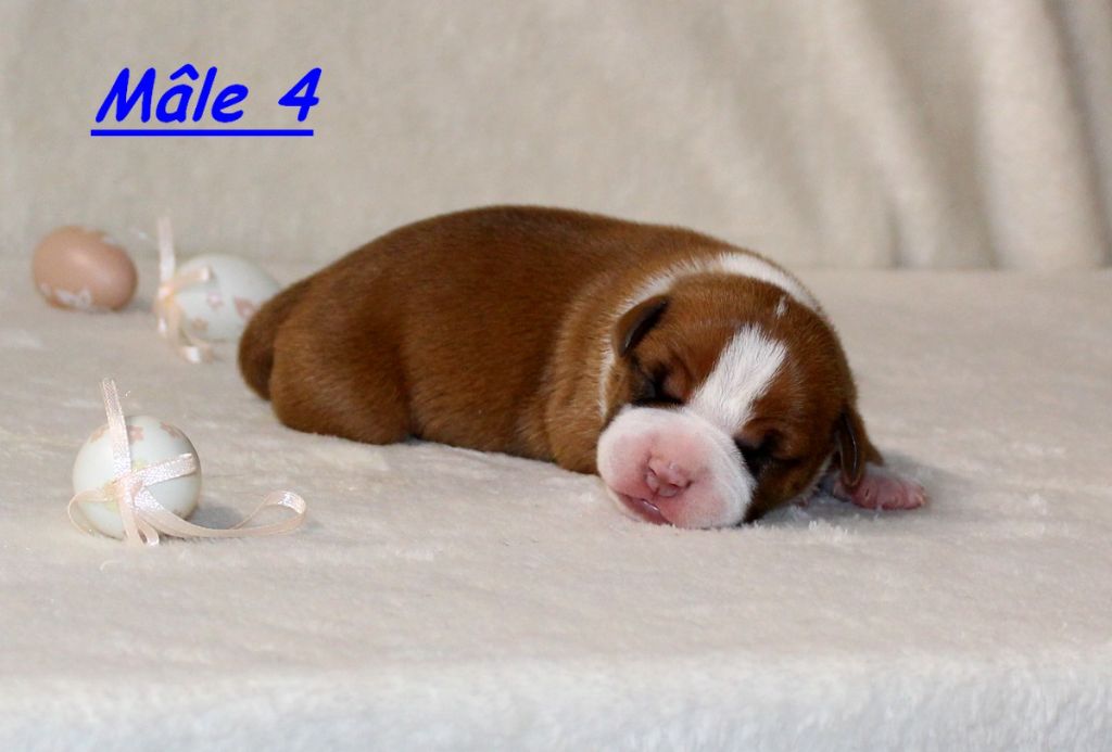 Terrier's Paradise - Chiots disponibles - American Staffordshire Terrier