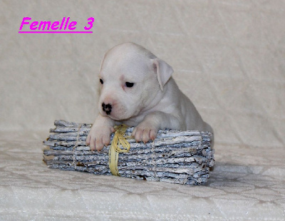 Femelle 3