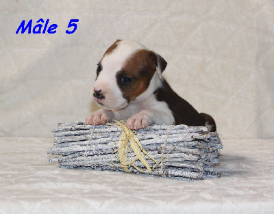 Mâle 5