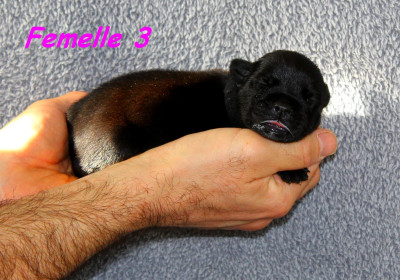 Femelle 3