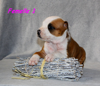 Femelle 1