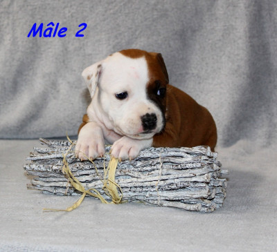 Mâle 2