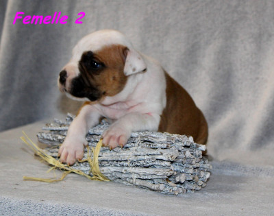 Femelle 2