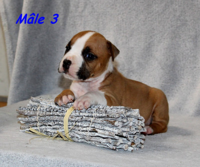 Mâle 3