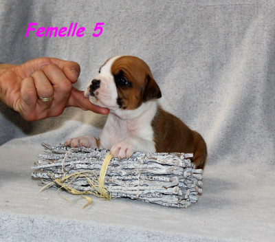 Femelle 5