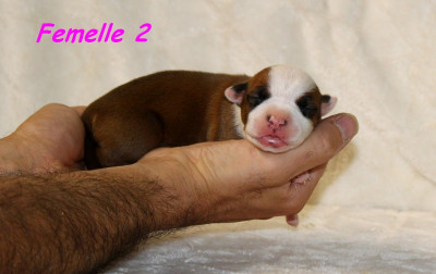 Femelle 2