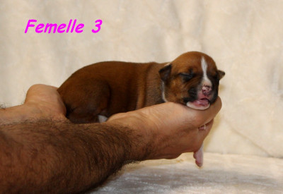 Femelle 3