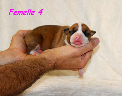 Femelle 4