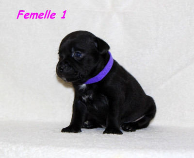 Collier Violet