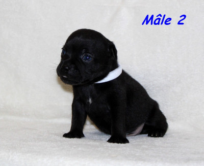 Collier Blanc - BUDDY -