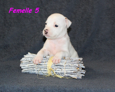 Femelle 5
