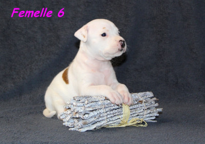 Femelle 6