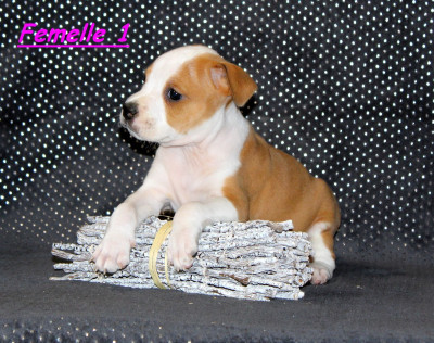 CHIOT 1