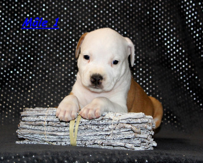 CHIOT 4