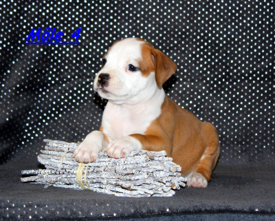 CHIOT 7