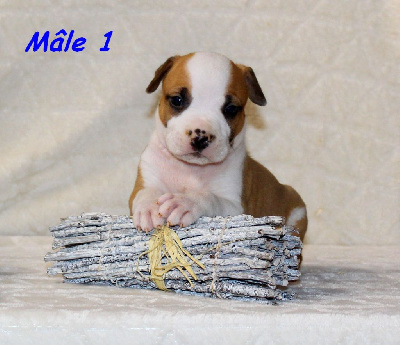 Mâle 1
