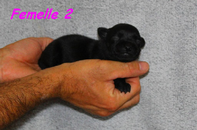 Femelle 2