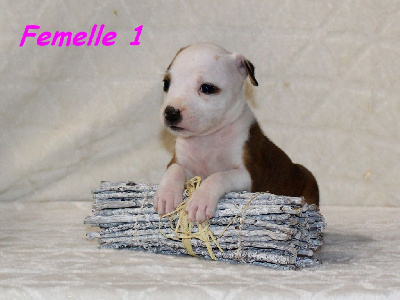 Femelle 1