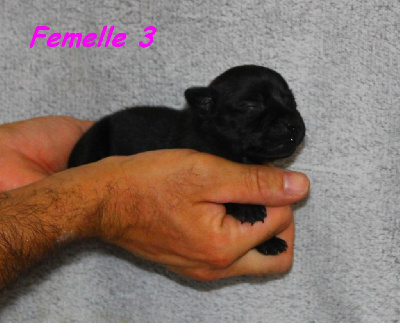Femelle 3