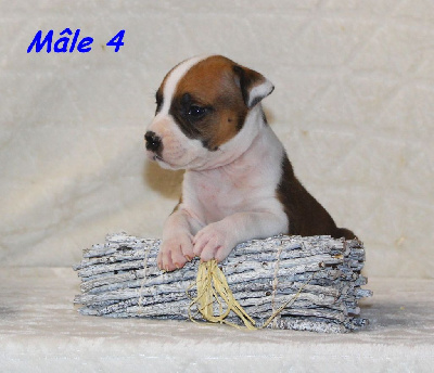 Mâle 4
