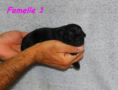Femelle 1