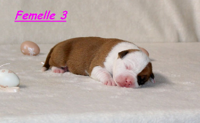 Femelle 3