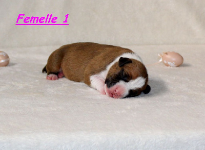 Femelle 1