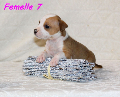 Femelle 7